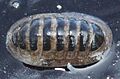 Leptochiton asellus
