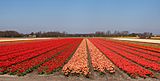 Lisse, veld met tulpen bij de Zwartelaan IMG 8946 2021-04-27 11.19