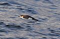 Little shearwater (Puffinus assimilis)