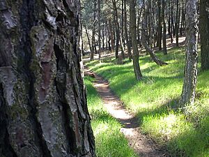 Archivo:LosPinosMDR