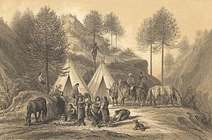 Archivo:Los pinales de Nahuelbuta
