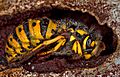 Macrophotography of Vespula germanica, Queen in hibernation, awaits spring to awaken and establish a new insect colony