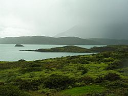 Archivo:Matorral Torres del Paine