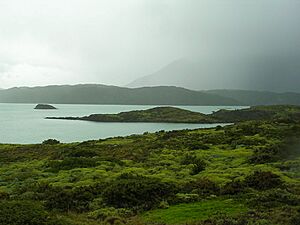 Archivo:Matorral Torres del Paine