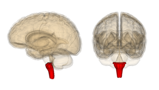 Medulla oblongata.png