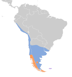 Distribución geográfica de la dormilona carinegra.