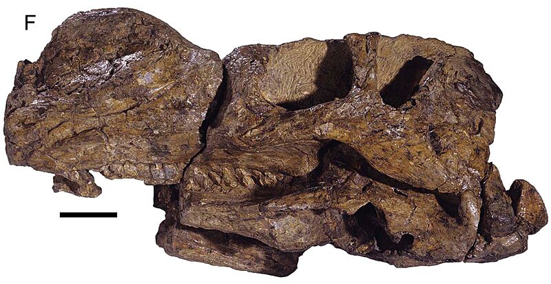 Muttaburrasaurus skull