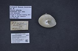 Naturalis Biodiversity Center - ZMA.MOLL.24872 - Calliostoma waikanae forsteriana Dell, R.K., 1950 - Calliostomatidae - Mollusc shell.jpeg