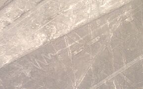 Nazca Flamingo from Linien 062016 flamingo