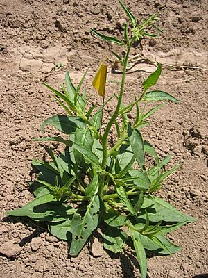 Archivo:Nicotiana attenuata in Utah