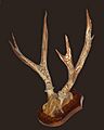 Ozotoceros bezoarticus celer