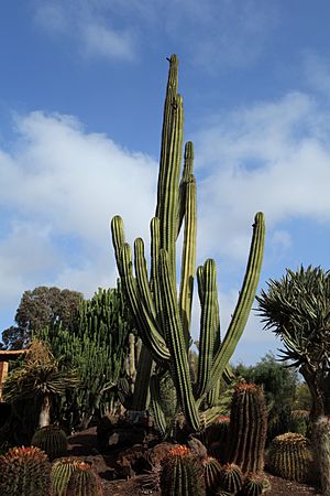 Archivo:Pájara La Lajita - Oasis Park - Pachycereus pecten-aboriginum 02 ies