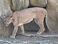 Panther (I) (cropped)