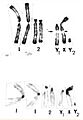 Partial karyogram of the Indian muntjac