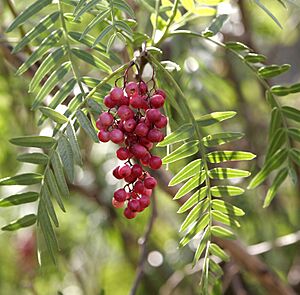 Archivo:Peppercorns02