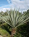 Plantsisal