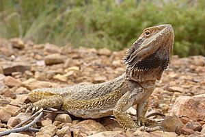 Archivo:Pogona barbata (6321792080)