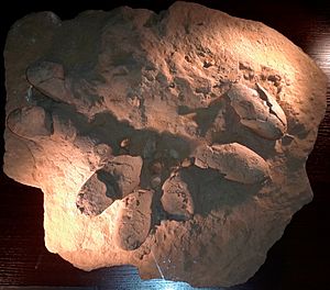 Archivo:Protoceratops nest