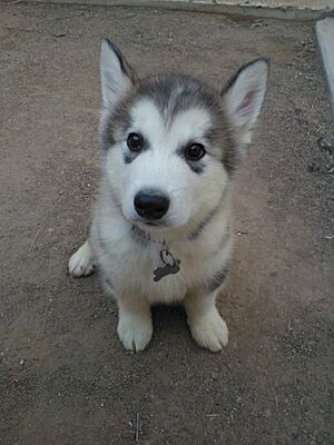 Archivo:Puppy Alaskan Malamute