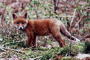 Archivo:Red fox pup in a forest of Haute-Normandie