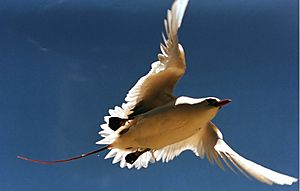 Archivo:Red tailed tropic bird
