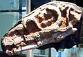 Riojasaurus skull