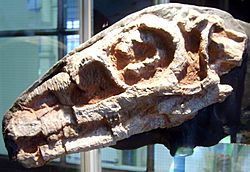 Archivo:Riojasaurus skull