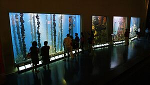 Archivo:Sala Maremagnum (Gran Volumen). Aquarium Finisterrae. MC2