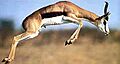 Saut de gazelle Springbok