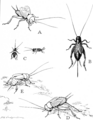 Snodgrass Gryllus assimilis