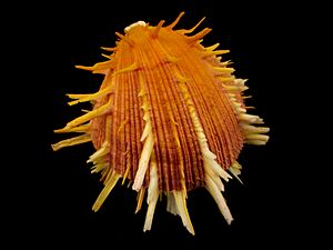 Archivo:Spondylus sp., Sea Aquarium, Bergen aan Zee, the Netherlands