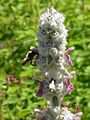 Stachys byzantinia1