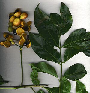 Archivo:Starr 001101-8001 Harpullia pendula