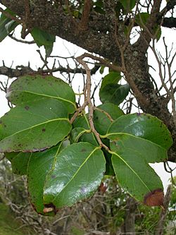 Starr 060225-6165 Xylosma hawaiiense.jpg