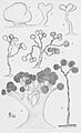 Thaxter-Myxobacteria-1