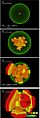Type Ia supernova simulation - Argonne National Laboratory