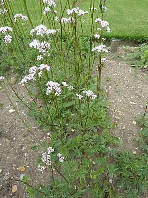Archivo:Valeriana officinalis (Valerianaceae) plant