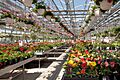 Volante Farms greenhouse