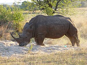 Archivo:WhiteRhino2