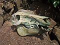 Wild boar skull 1