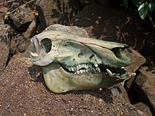 Archivo:Wild boar skull 1