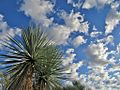 Yuccas at BTA t. stone