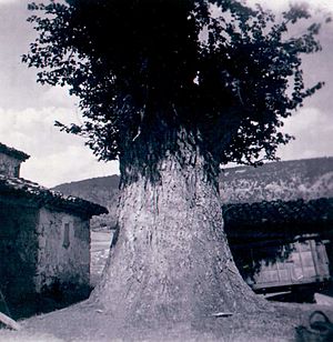 Archivo:1-Algarra-santerón-paisajeRural (ca.1960)