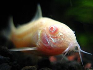 Archivo:Albino Cory Cat