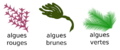 Algae Pengo fr