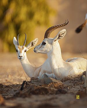 Archivo:Antilope Niger by SOSSHOOTING 05