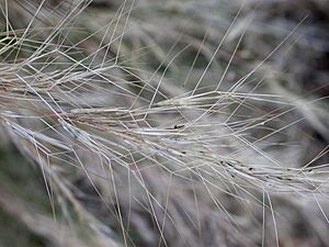 Archivo:Aristida purpurea fruits with awns 2003-07-03