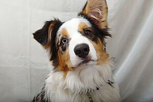 Archivo:Australian Shepherd Portrait