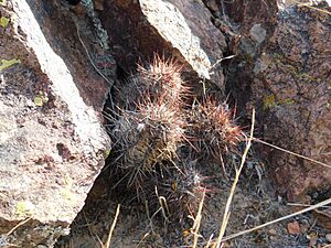 Archivo:Austrocactus bertinii14