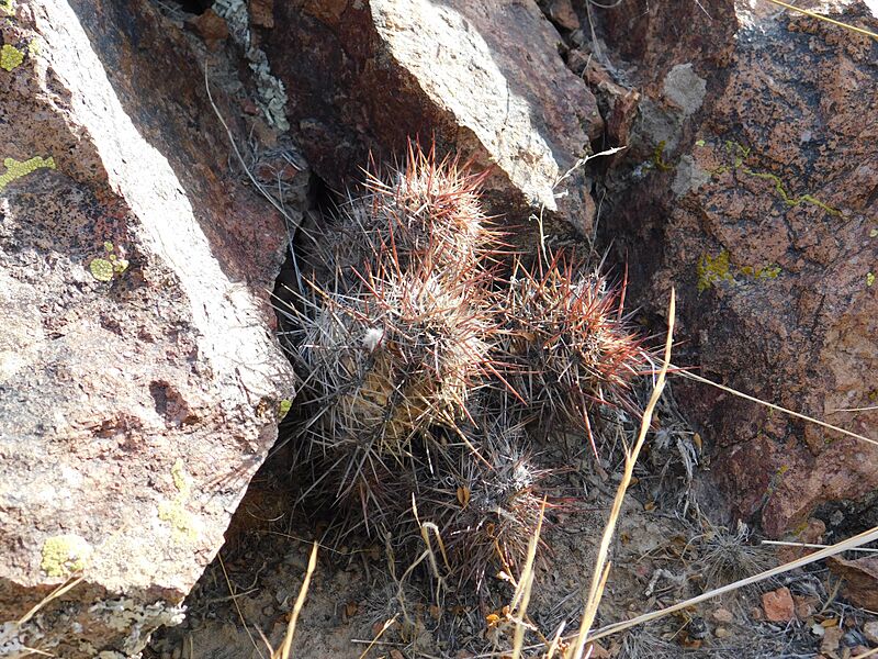 Austrocactus bertinii14